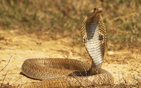 Snake Venom, now a Recreational Drug!