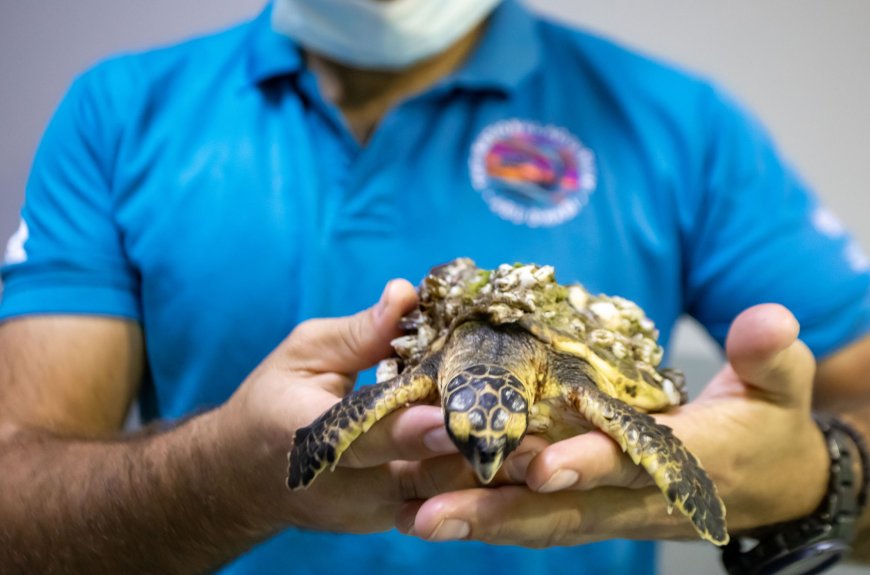 1000th Turtle Rescued in UAE