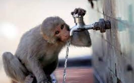 Monkeys invade Bengaluru Localities amid Water Crisis