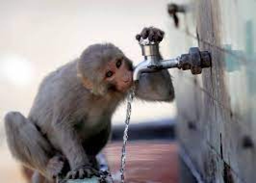 Monkeys invade Bengaluru Localities amid Water Crisis