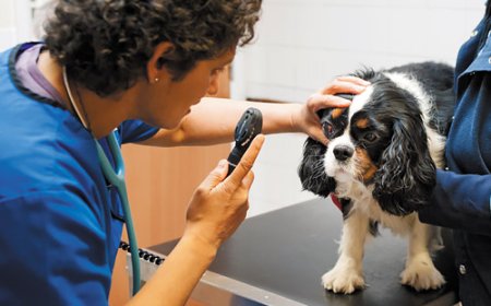 UAE Sets New Standard in Veterinary Care, British Veterinary Centre Performs Canine Heart Surgery