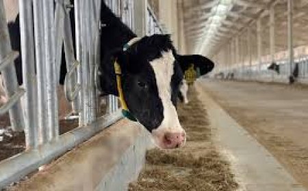 The UAE’s “Cool” Move for Cows to Give More Milk