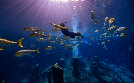 Fintastic Fun Awaits During Aquaventure World's Summer of Sharks Celebrating the UAE's Native Species