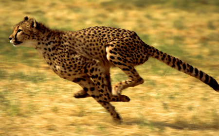 JETOUR Announces Strategic Partnership with Cheetah Conservation Fund (CCF)