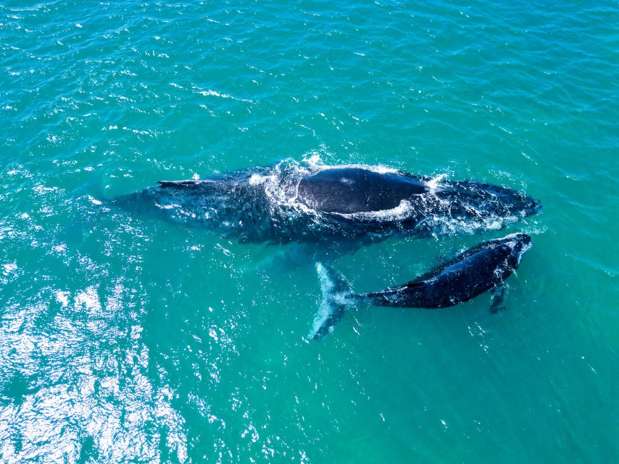 Experience a Once-in-a-Lifetime Whale Watching Adventure at the Ultra-Luxurious Waldorf Astoria Seychelles Platte Island