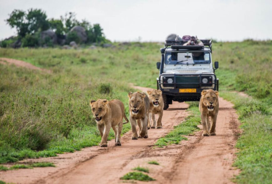 The Latest Sharjah Safari Season is Guaranteed to Make You One With Nature