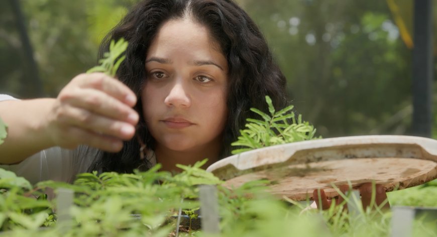 A Review of ‘And Still the Seed’: Planting some magic beans for Puerto Rico’s rare trees