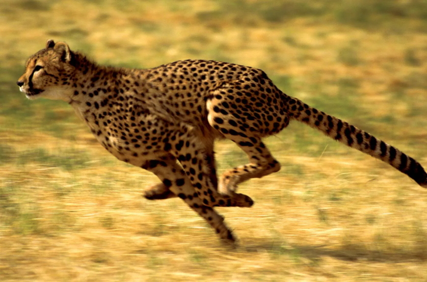 JETOUR Announces Strategic Partnership with Cheetah Conservation Fund (CCF)