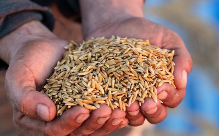 Gautam Rice Supports World Food Day 2024