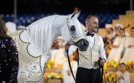 AJ Kayya Crowned ‘Horse of the Tour’ in the Global Champions Arabians Tour Season Finale